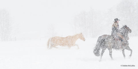 Photographing High-Key Winter Wildlife and Landscape Images