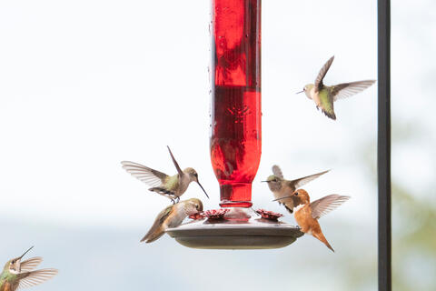 Photographing Hummingbirds: A Pandemic Escape