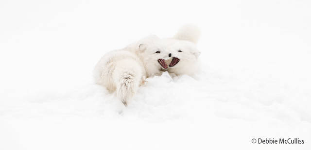 Arctic Foxes Playing