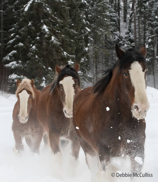 Clydesdale Horses in Snow
