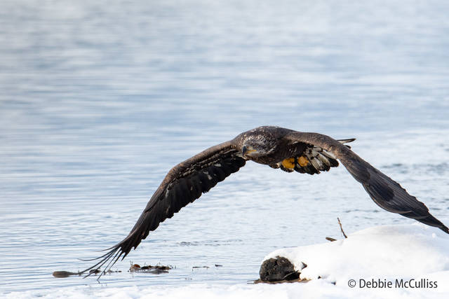 Chilkat River Juvenile Bald Eagle