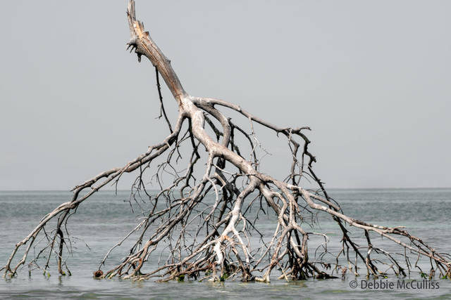 Fallen Tree Branch Post Hurricane Irma