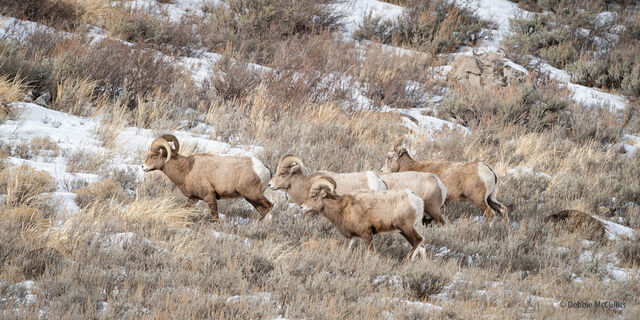 Rams on the Move in Snow