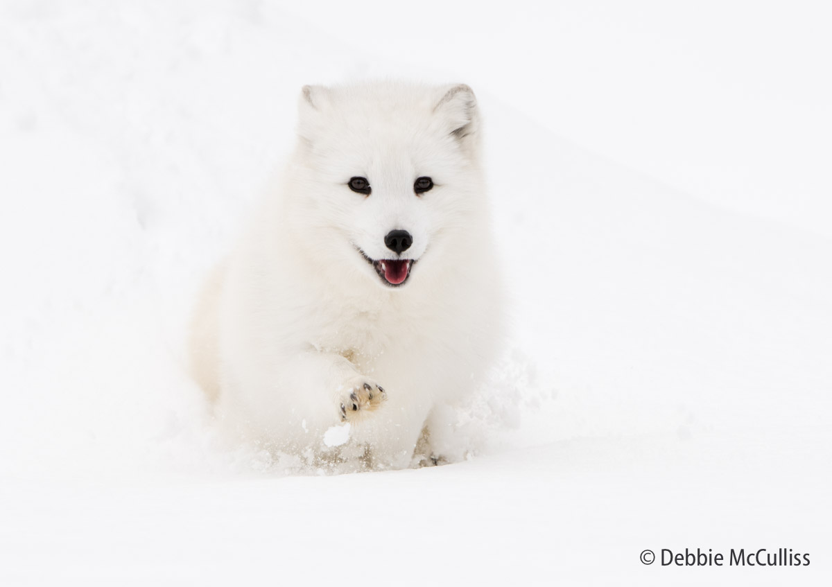 The Arctic fox, also known as the white fox, polar fox, or snow fox, is a small fox native to the Arctic regions of the Northern...