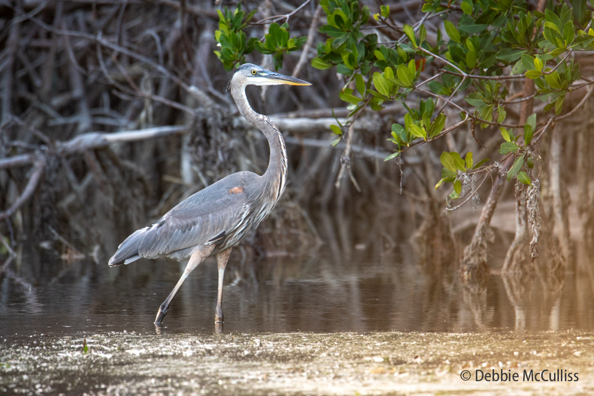 Great Blue Heron wading in the Florida Keys.