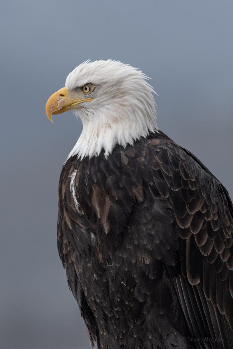 Alaska, Chilkat River, bald eagle, national symbol
