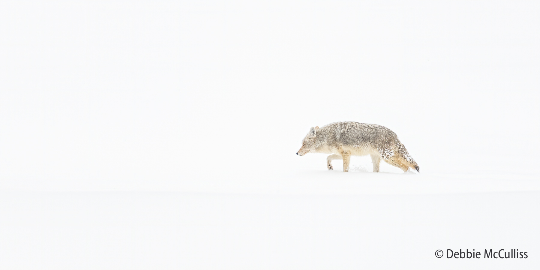 coyote, Yellowstone, Yellowstone National Park
