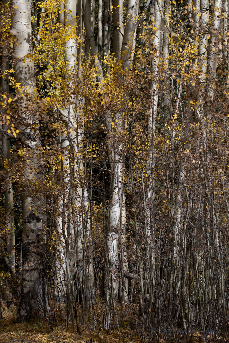 Colorado's signature gold Aspen leaves shine in southwestern Colorado in the fall.