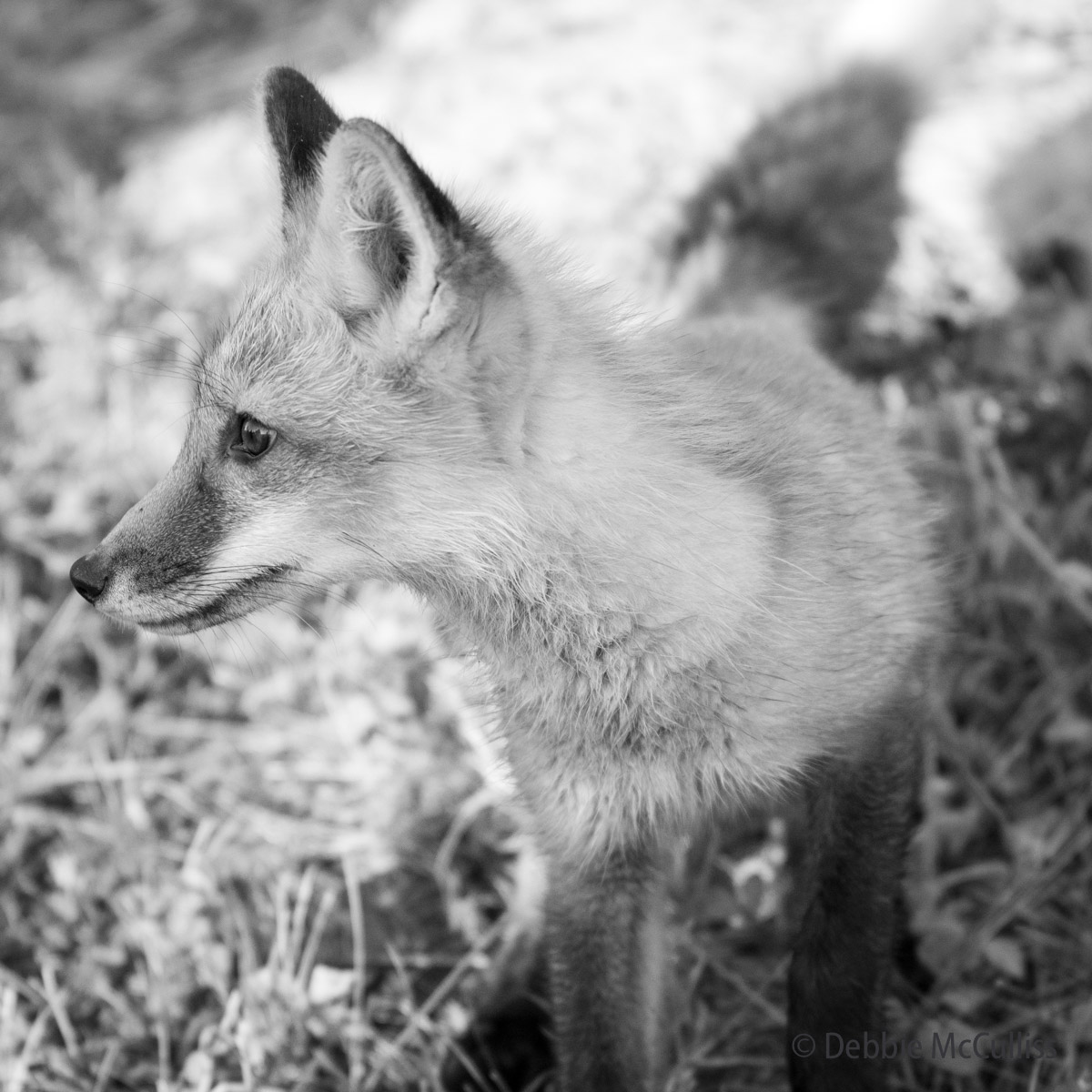 Fox Cub Montana Debbie McCulliss Photography