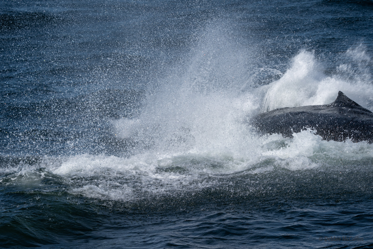 Humpback whales, a species of baleen whale, are found in oceans all over the world.