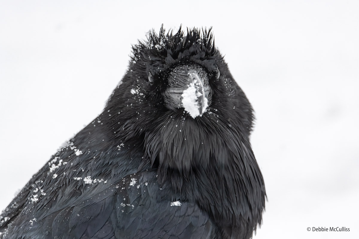 Raven, Yellowstone, bird