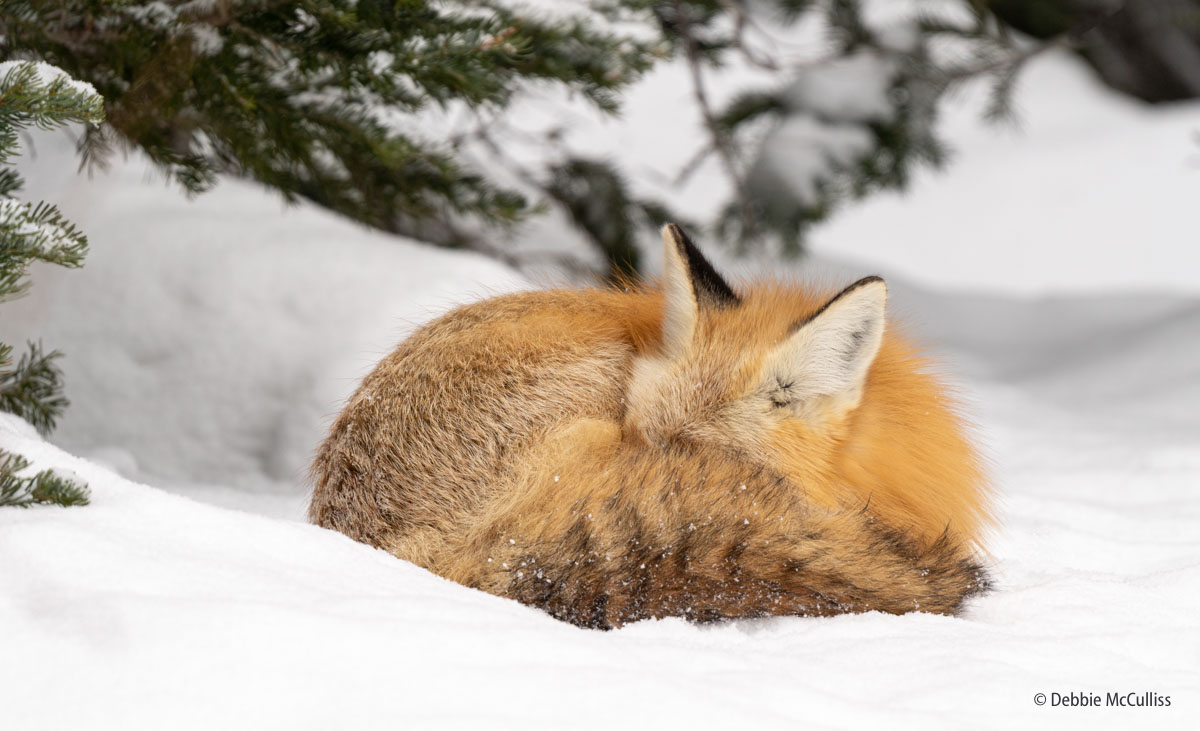 Grand Teton National Park, January 2020, Red Fox