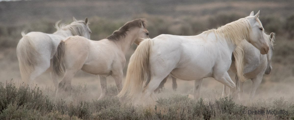 Sand Wash Basin, located in the northwest corner of Colorado on public BLM land, is home to a herd of wild horses.