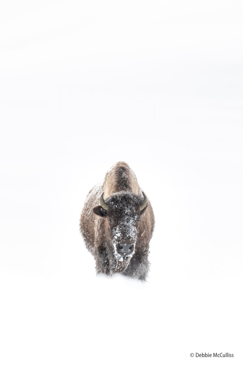 bison, Yellowstone, winter, snow