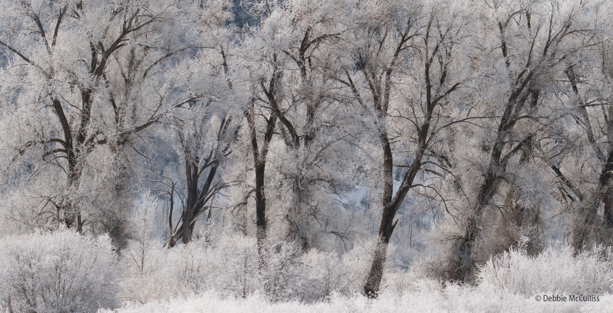 Hoar Frosted Trees Across The Lake