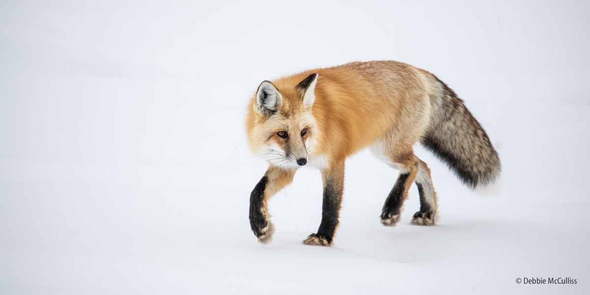 Red Fox, Yellowstone, winter, Yellowstone National Park