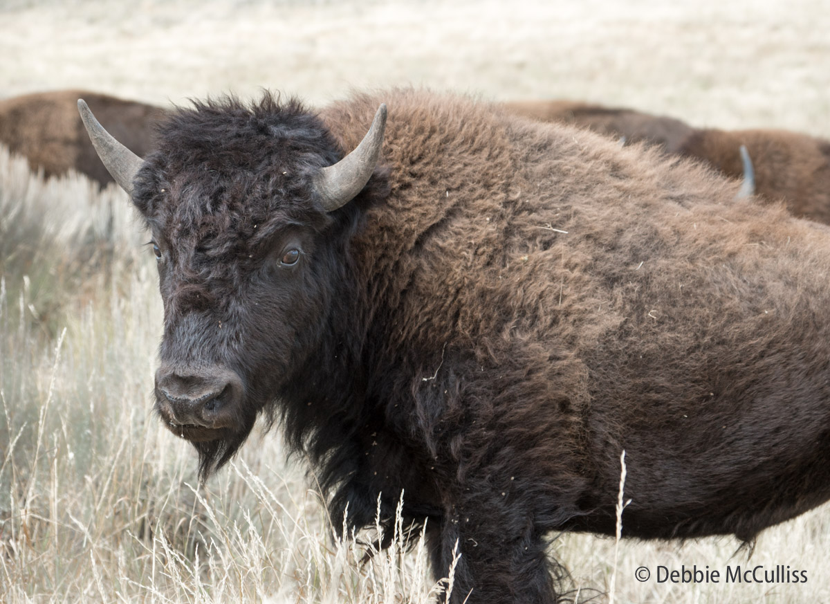 A female American bison is known as a "cow." Cows mate with bulls during the summer. A single calf, born in mid-spring, weighs...