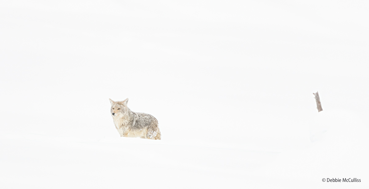 High Key Images, high key, coyote, winter, Yellowstone, Yellowstone National Park